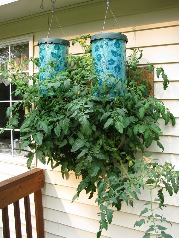 Topsy Turvy Tomatoes
